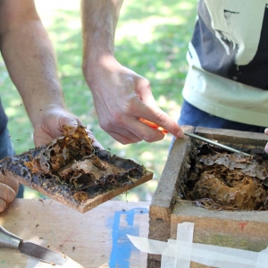 malatsion, colméias, 2016