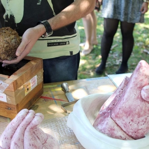 malatsion, colméias, 2016