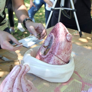 malatsion, colméias, 2016