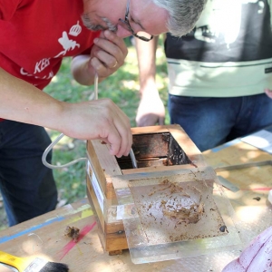 malatsion, colméias, 2016