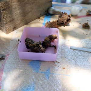 malatsion, colméias, 2016