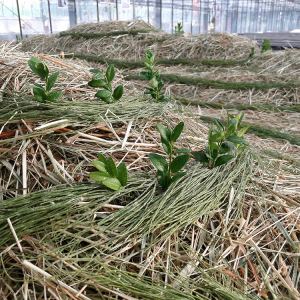 malatsion, "Schwammlandschaft", 2023