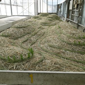 malatsion, "Schwammlandschaft", 2023